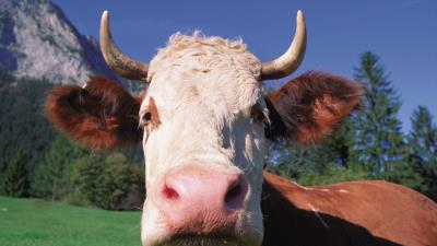 Cow face horn close u 4k wallpaper