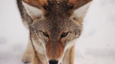 Coyote snow glance 4k wallpaper