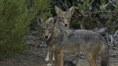 Coyotes muzzle predator 4k wallpaper