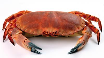 Crab close up white background 4k wallpaper