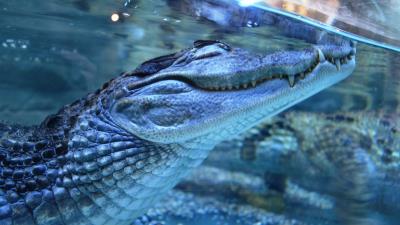 Crocodile dream under water predator teeth 4k wallpaper