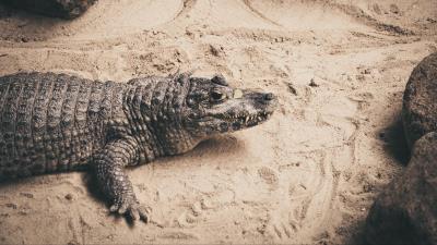 Crocodile sand reptile 4k wallpaper