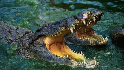 Crocodile snout teeth water predator 4k wallpaper