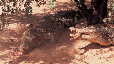 Crocodiles shadow meat lunch 4k wallpaper