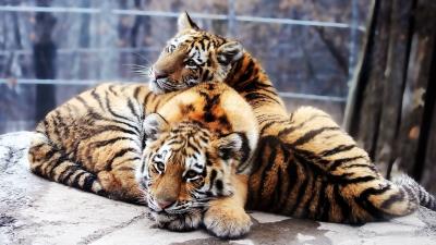 Cubs tigers couple down rocks predators 4k wallpaper