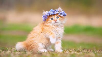 Cute kitten adorable hairband h 4k wallpaper