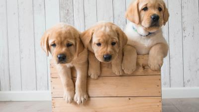 Cute puppies golden retriever hd 4k wallpaper