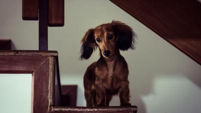 Dachshund dog muzzle view staircase 4k wallpaper