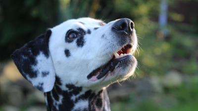 Dalmatian dog muzzle spotted 4k wallpaper