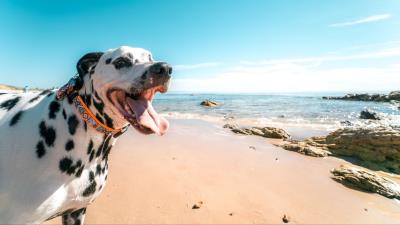 Dalmatian dog protruding tongue 4k wallpaper