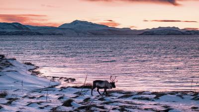 Deer animal coast 4k wallpaper