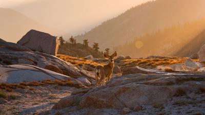 Deer animal rocks 4k wallpaper