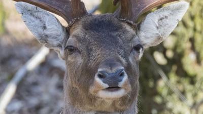 Deer fallow deer muzzle horns 4k wallpaper