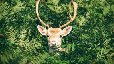 Deer foliage horns muzzle 4k wallpaper