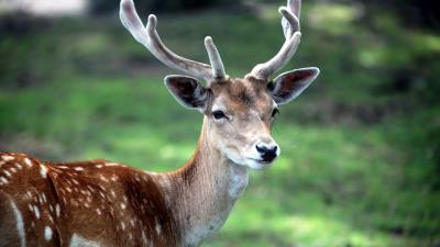 Deer horn small gras 4k wallpaper