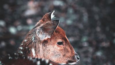 Deer muzzle blur 4k wallpaper