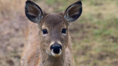 Deer muzzle ears look 4k wallpaper
