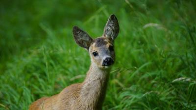 Deer muzzle young grass 4k wallpaper