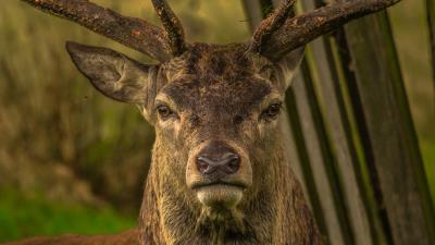 Deer snout horns eyes 4k wallpaper