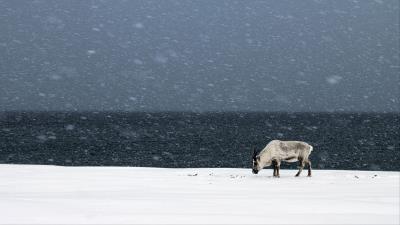 Deer snowfall snow 4k wallpaper