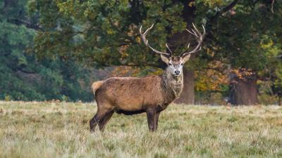 Deer stand grass 4k wallpaper
