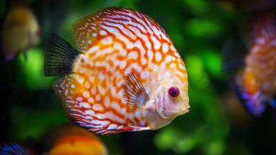 Discus fish color 4k wallpaper