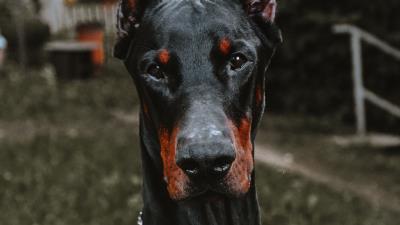 Doberman dog black 4k wallpaper