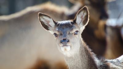 Doe ears animal 4k wallpaper