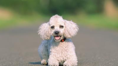 Dog asphalt ru 4k wallpaper