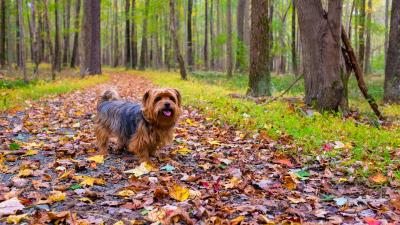 Dog autumn park walk 4k wallpaper