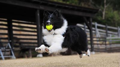 Dog ball playful jump 4k wallpaper