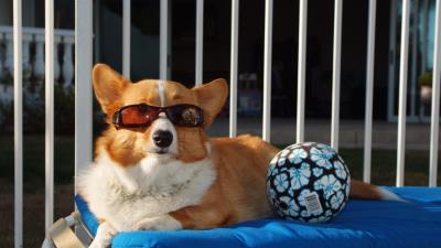 Dog ball sunglasses beach lie 4k wallpaper