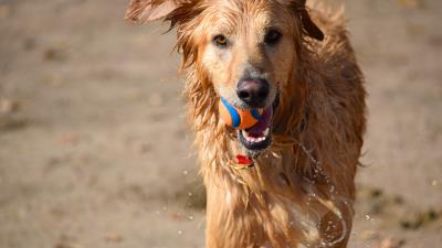 Dog ball water wet playful 4k wallpaper