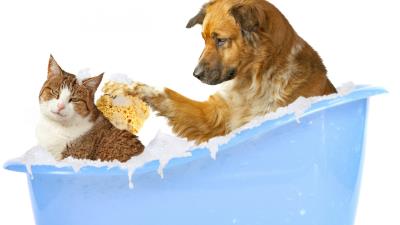 Dog bathing cat sponge foam bath funny white background friendship 4k wallpaper