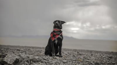 Dog beach sea scarf collar 4k wallpaper