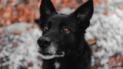 Dog black muzzle 4k wallpaper