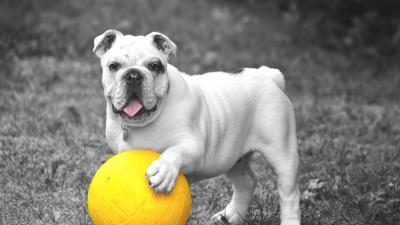 Dog bulldog ball grass bw 4k wallpaper