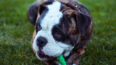 Dog bulldog muzzle playful 4k wallpaper
