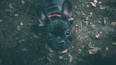 Dog bulldog muzzle 4k wallpaper