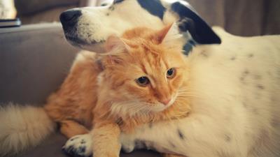 Dog cat friendship caring hugs 4k wallpaper