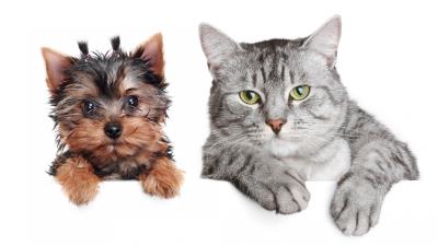 Dog cat poster white background friendship 4k wallpaper