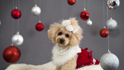Dog christmas ornaments face holiday 4k wallpaper