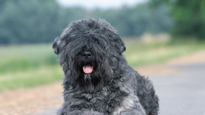 Dog coat asphal 4k wallpaper