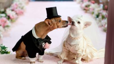 Dog couple wedding dres 4k wallpaper