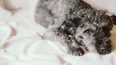 Dog curly lying muzzle 4k wallpaper