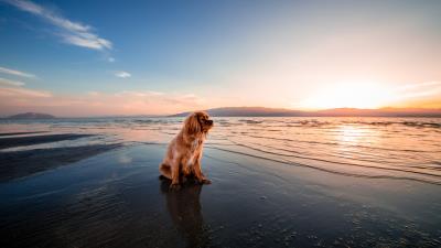 Dog dusk beach seashore hd 4k wallpaper