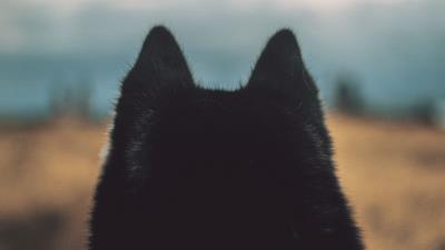Dog ears fur 4k wallpaper