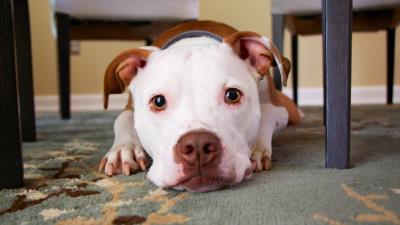 Dog face eyes lies 4k wallpaper