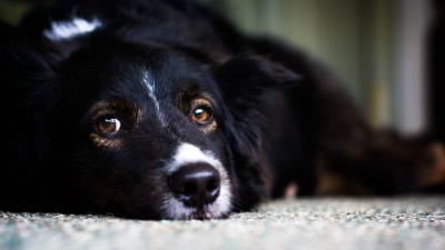 Dog face eyes sadness 4k wallpaper