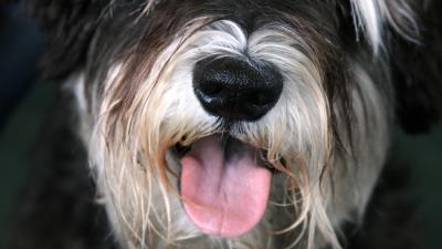 Dog face furry tongue 4k wallpaper